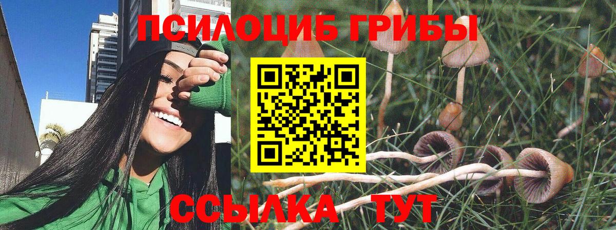 купить   Псилоцибиновые грибы Magic Shrooms  Вход с VPN  Выборг 